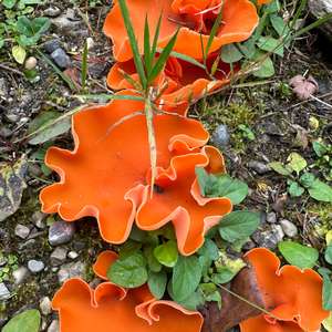 Orange Peel Fungus
