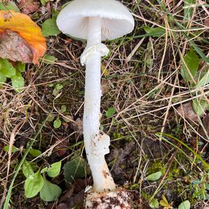Destroying Angel