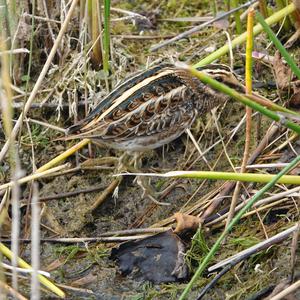 Jack Snipe