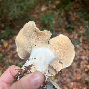 Hedgehog Fungus, Common