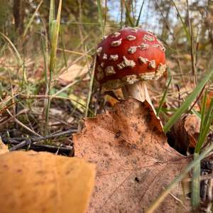 Fly Agaric