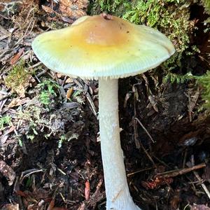 Death Cap