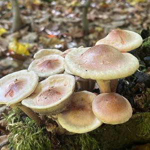Ziegelroter Schwefelkopf