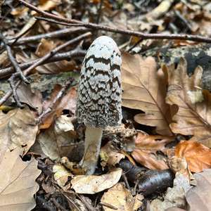 Magpie Ink-cap