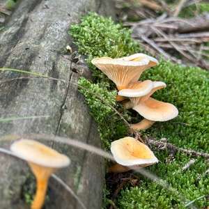 Unknown Species