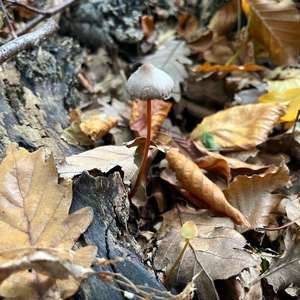 Unknown Species