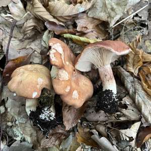 Unknown Species