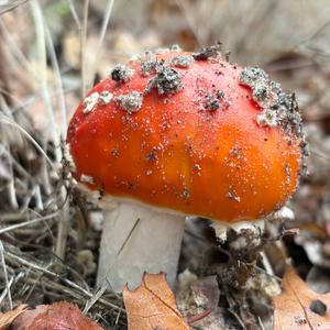 Fly Agaric