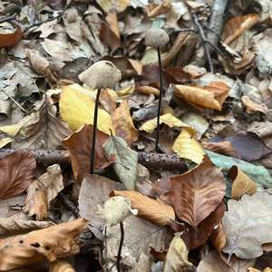 Garlic Marasmius