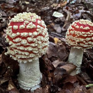 Fliegenpilz