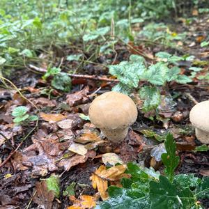 Unknown Species