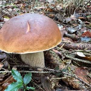 King Bolete