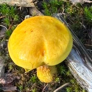 Unknown Species