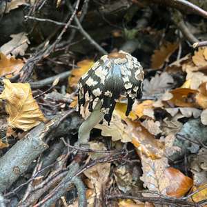 Magpie Ink-cap