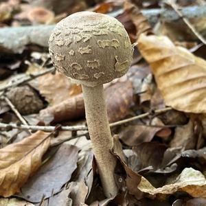 Parasol Mushroom