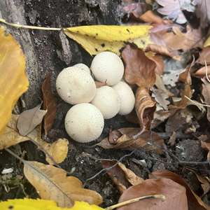 Gem-studded Puffball