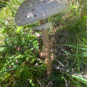 Parasol Mushroom