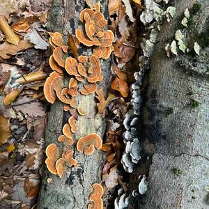 Turkey-tail