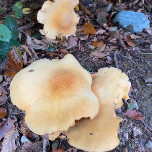 Golden False Pholiota