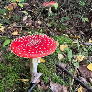 Fliegenpilz