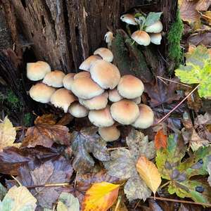 Unknown Species