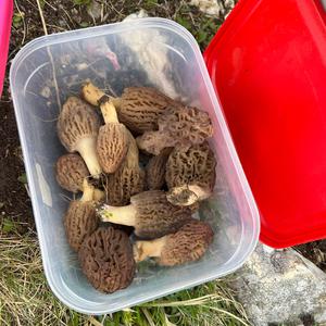 Black Morel