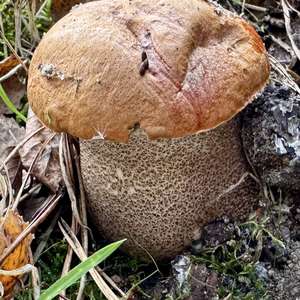 Rotkappe