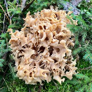Eastern Cauliflower Mushroom