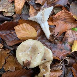 Unknown Species