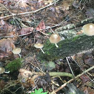 Fawn Mushroom