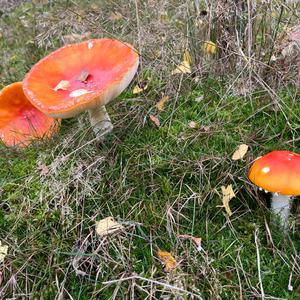 Fliegenpilz
