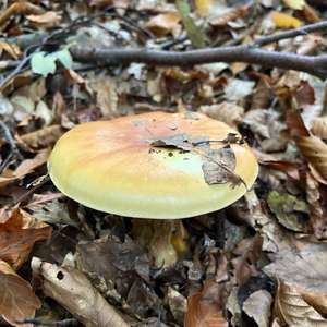 Unknown Species
