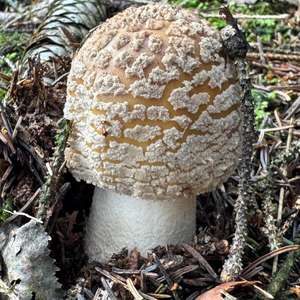 Unknown Species