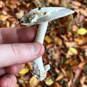 Grauer Scheidenstreifling