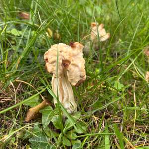 Fluted White Helvella