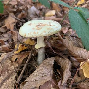 Gelber Knollenblätterpilz