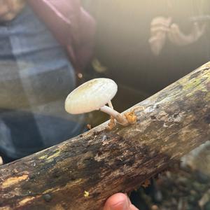 Unknown Species