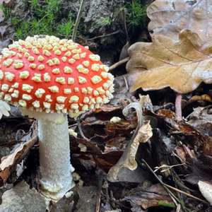 Fly Agaric