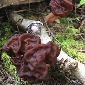 Conifer False Morel