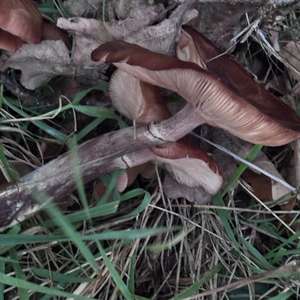 Unknown Species