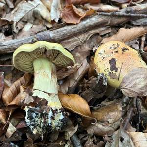 Unknown Species