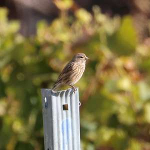 Eurasian Linnet