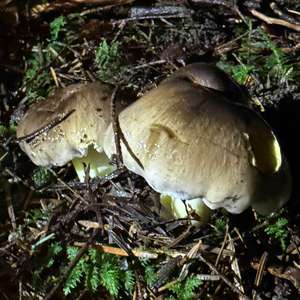 Schwarzfaseriger Ritterling