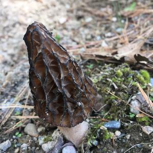 Black Morel