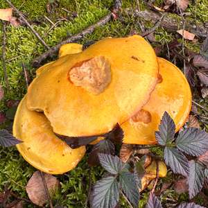 Larch Suillus