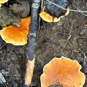 False Chanterelle