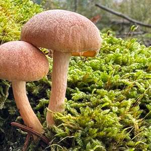 Unknown Species