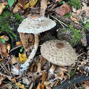 Shaggy Parasol
