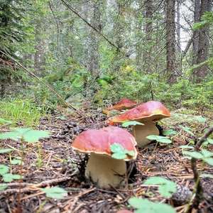 King Bolete