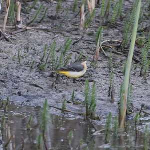 Grey Wagtail